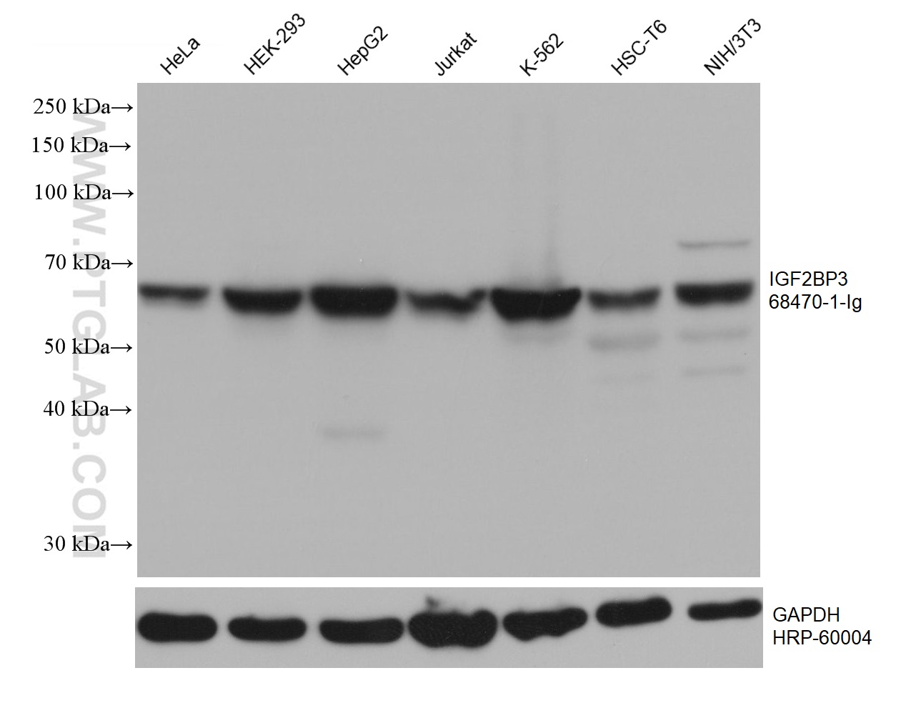 WB analysis using 68470-1-Ig