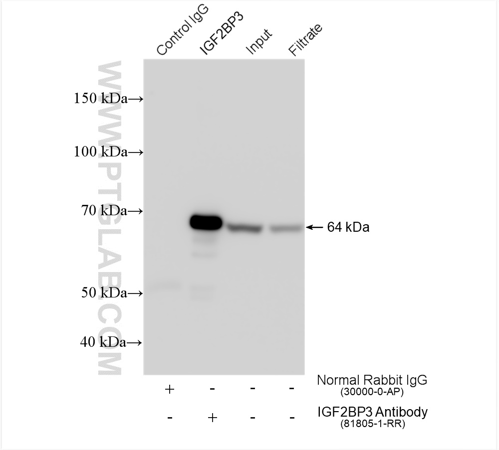 IP experiment of HeLa using 81805-1-RR