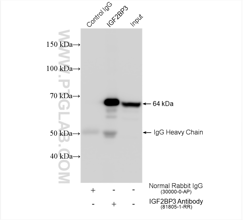 IP experiment of HeLa using 81805-1-RR