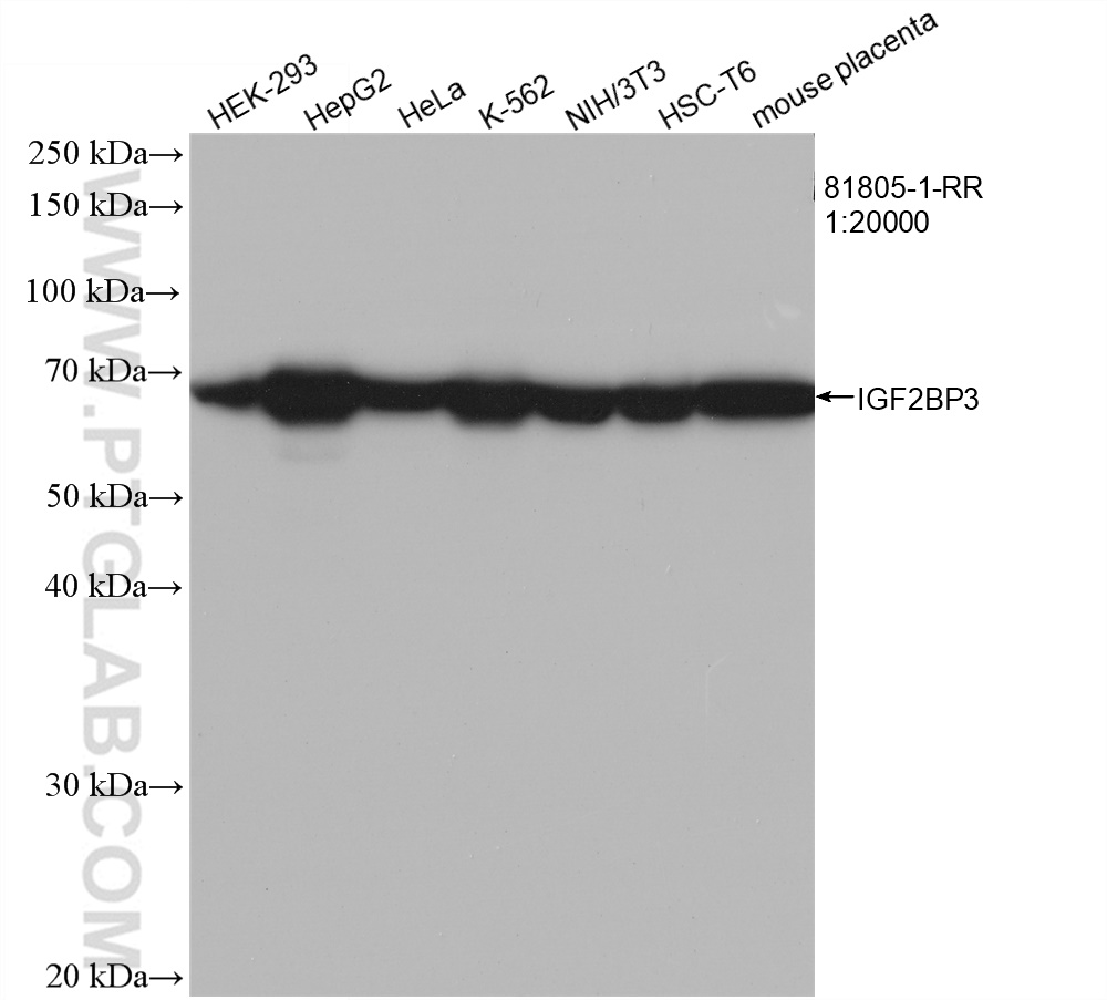 WB analysis using 81805-1-RR