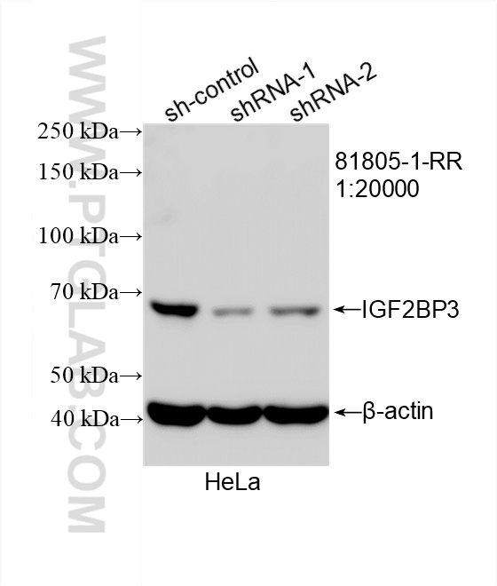 WB analysis of HeLa using 81805-1-RR