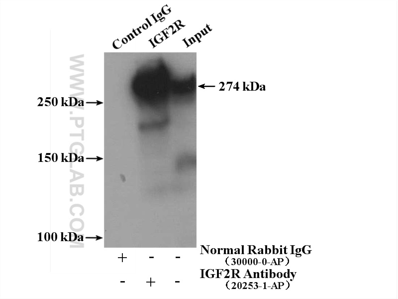 IP experiment of HepG2 using 20253-1-AP