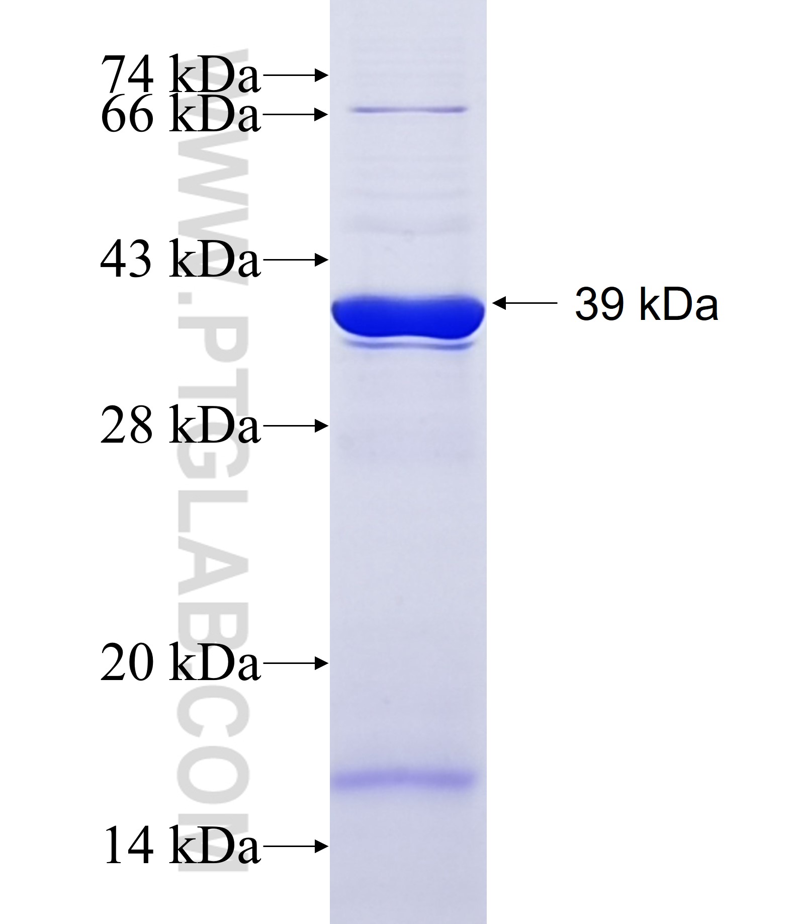 IGFALS fusion protein Ag21707 SDS-PAGE