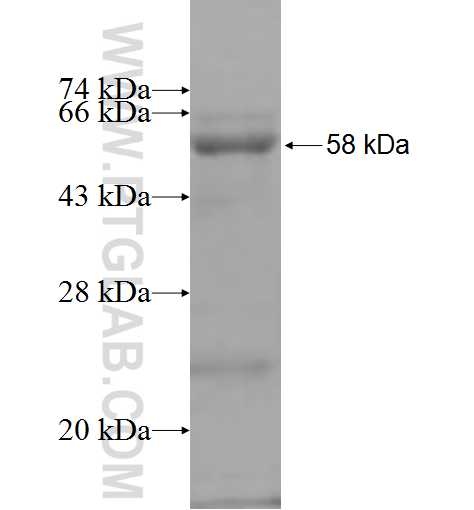 IGFALS fusion protein Ag3814 SDS-PAGE