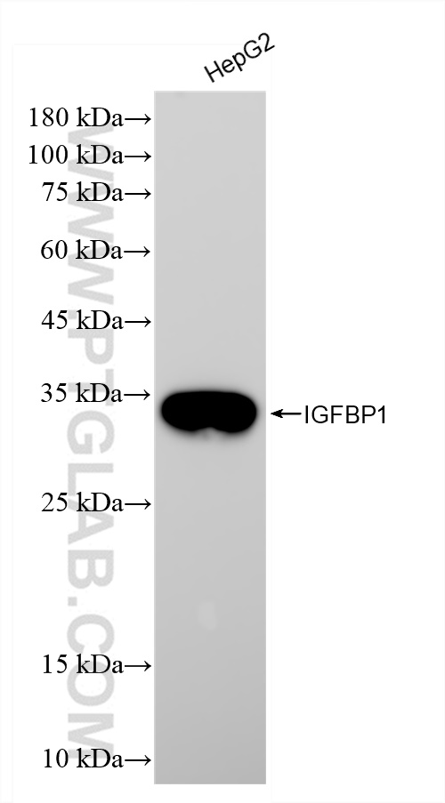 WB analysis of HepG2 using 83347-5-RR (same clone as 83347-5-PBS)