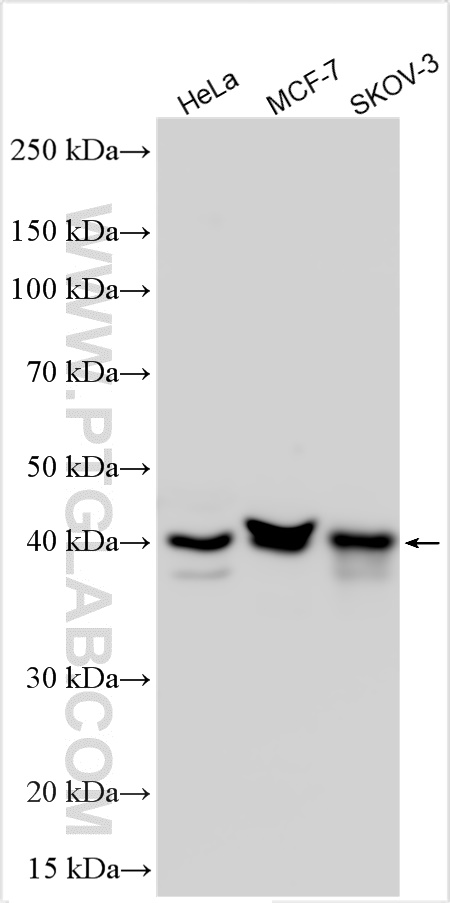 WB analysis using 10189-2-AP