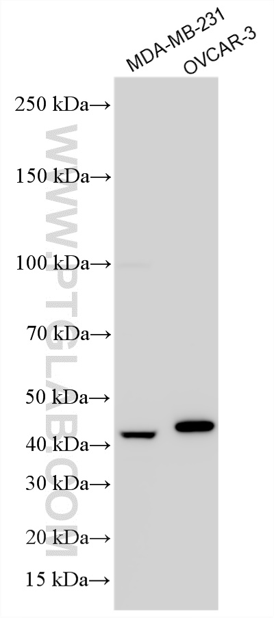 WB analysis using 10189-2-AP (same clone as 10189-2-PBS) WB analysis using 10189-2-AP (same clone as 10189-2-PBS)
