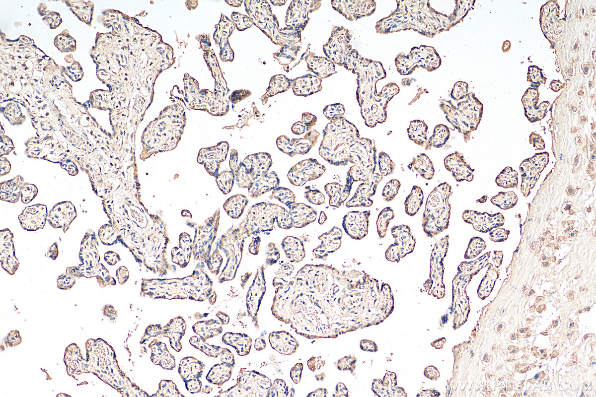 IHC staining of human placenta using 68402-1-Ig