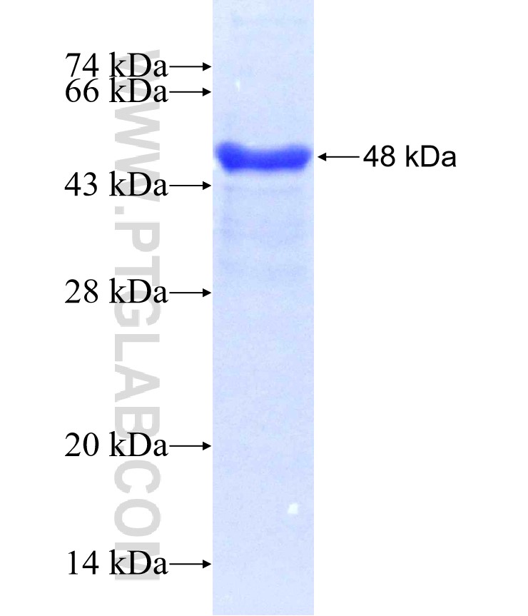 IGFBP3 fusion protein Ag0242 SDS-PAGE