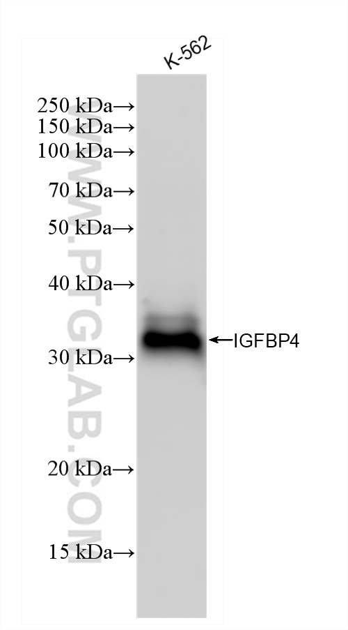 WB analysis using 83200-3-RR
