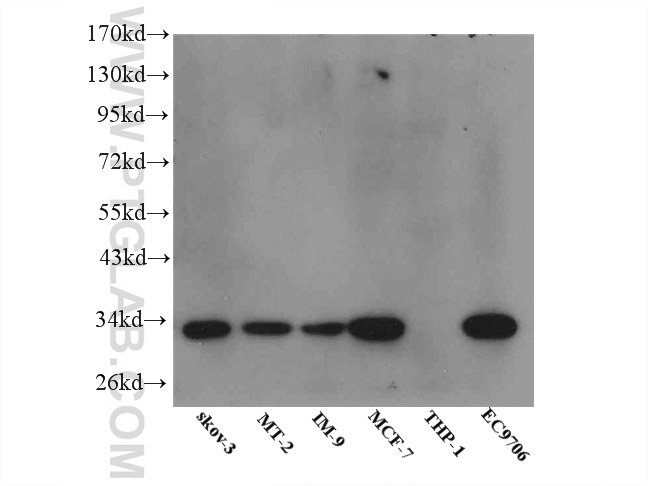 IGFBP5 Polyclonal antibody