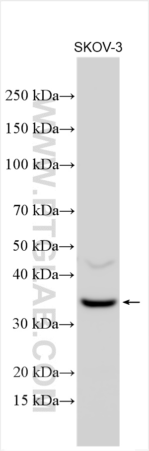 WB analysis using 55205-1-AP