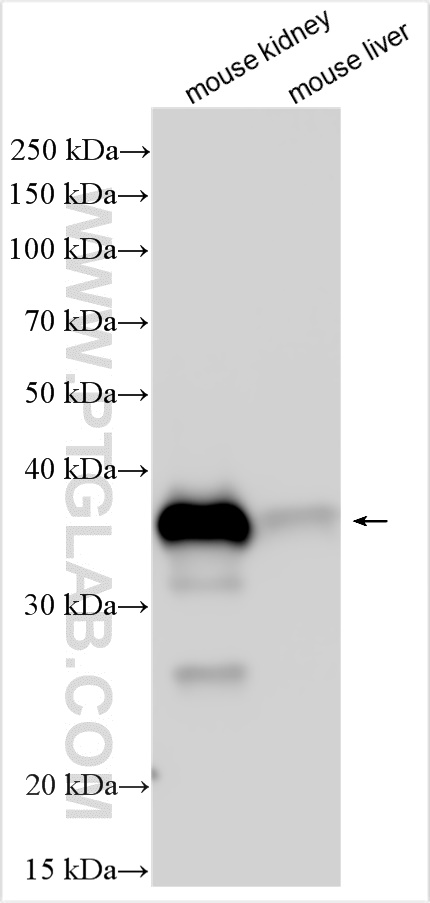 WB analysis using 31128-1-AP