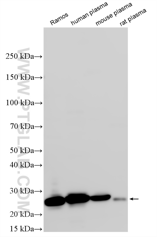 WB analysis using 13688-1-AP WB analysis using 13688-1-AP