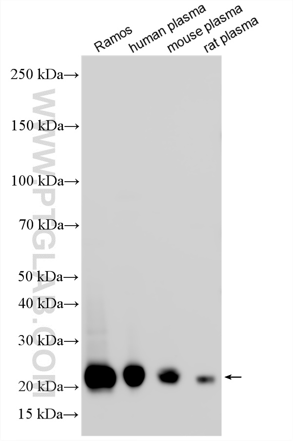 WB analysis using 13688-1-AP WB analysis using 13688-1-AP