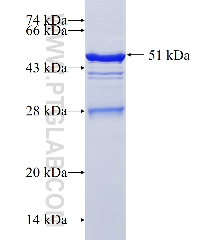 IGK- fusion protein Ag6389 SDS-PAGE