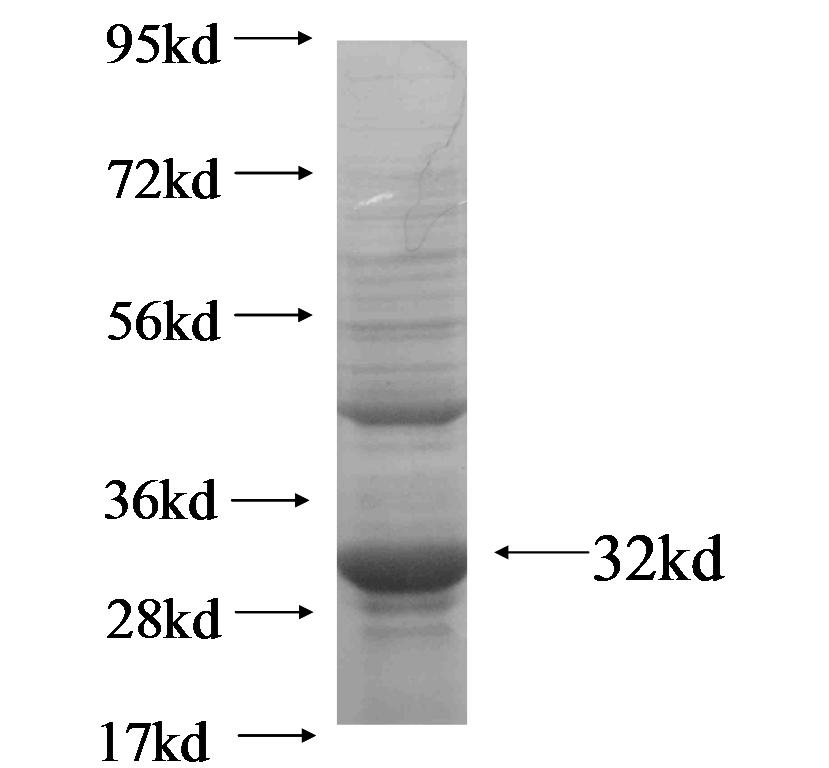 IGK- fusion protein Ag6821 SDS-PAGE