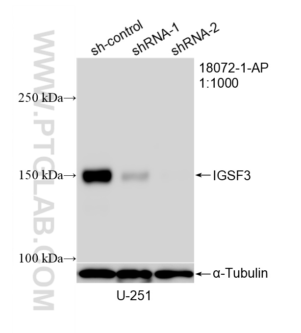 WB analysis of U-251 using 18072-1-AP