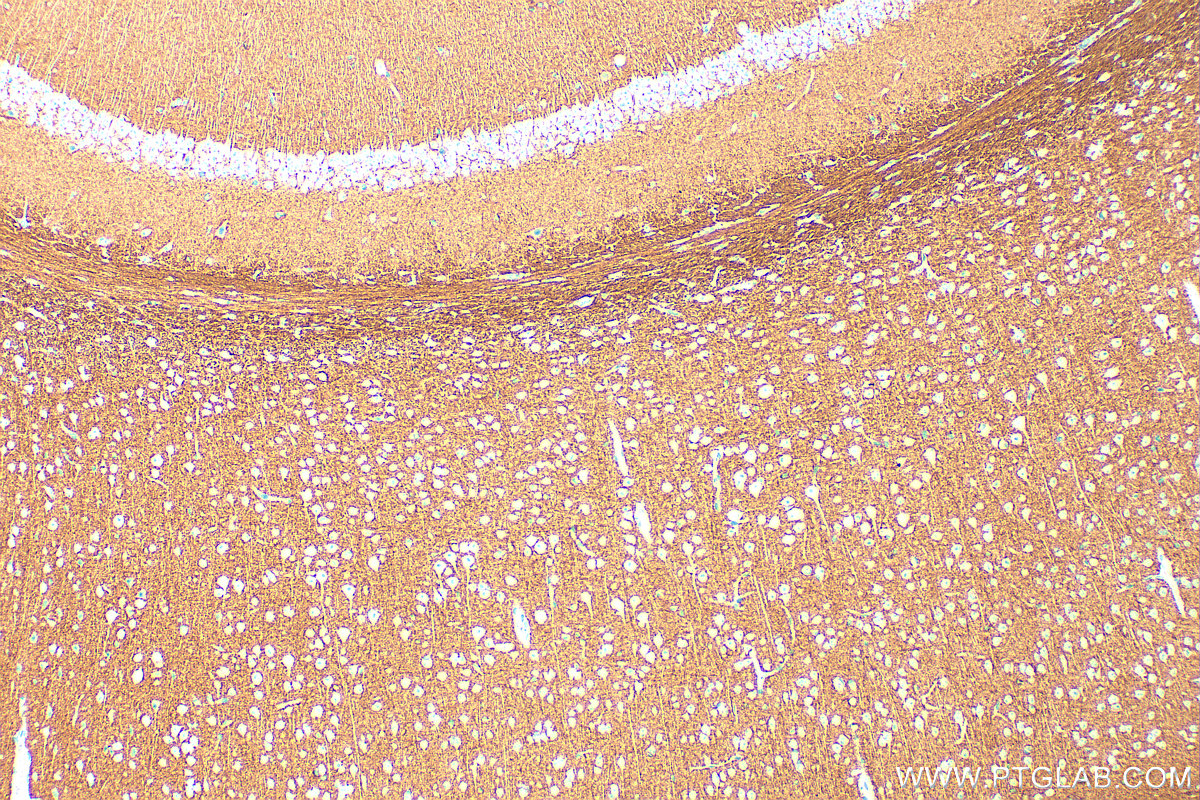 IHC staining of mouse brain using 33948-1-AP