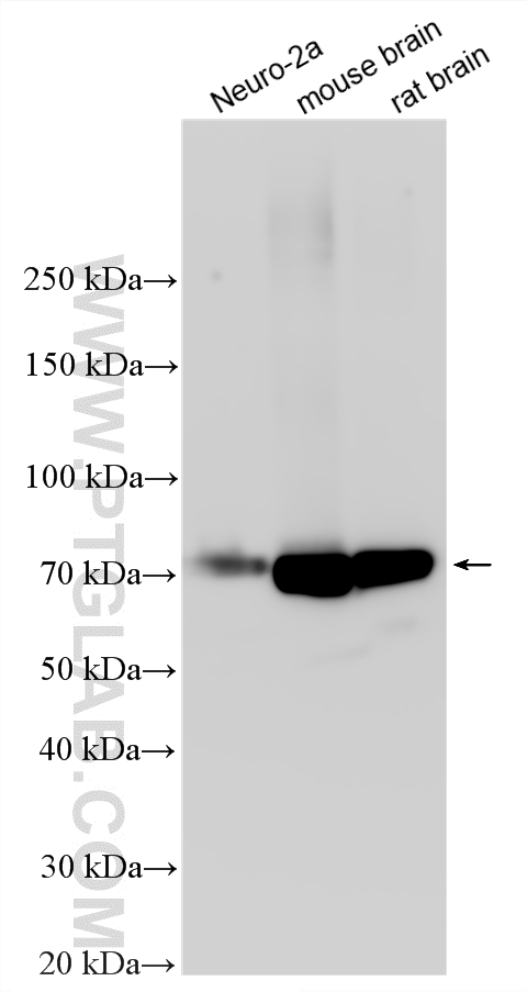 WB analysis using 33948-1-AP