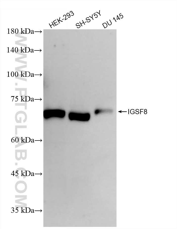 Various lysates were subjected to SDS PAGE followed by western blot with 86341-3-RR (IGSF8 antibody) at dilution of 1:2000 incubated at room temperature for 1.5 hours. WB analysis using 86341-3-RR