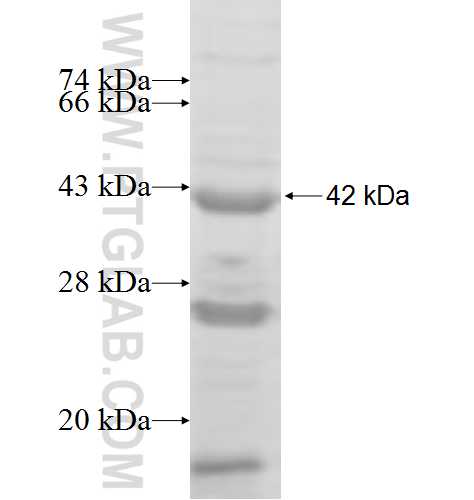 IGSF8 fusion protein Ag5994 SDS-PAGE