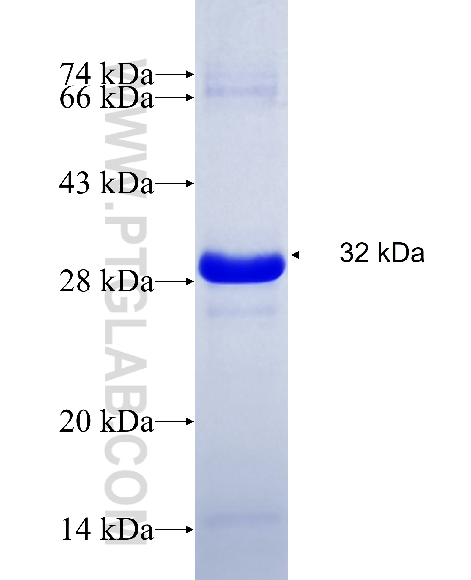 IGSF9 fusion protein Ag23873 SDS-PAGE IGSF9 fusion protein Ag23873 SDS-PAGE