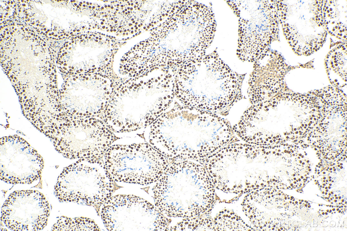 Immunohistochemical analysis of paraffin-embedded mouse testis tissue slide using 80323-1-RR (METTL3 antibody) at dilution of 1:200 (under 10x lens). Heat mediated antigen retrieval with Tris-EDTA buffer (pH 9.0).