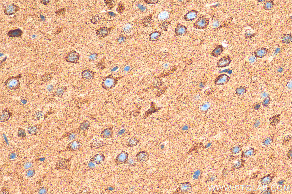 Immunohistochemical analysis of paraffin-embedded mouse brain tissue slide using 81486-1-RR (GLS antibody) at dilution of 1:400 (under 40x lens). Heat mediated antigen retrieval with Tris-EDTA buffer (pH 9.0).