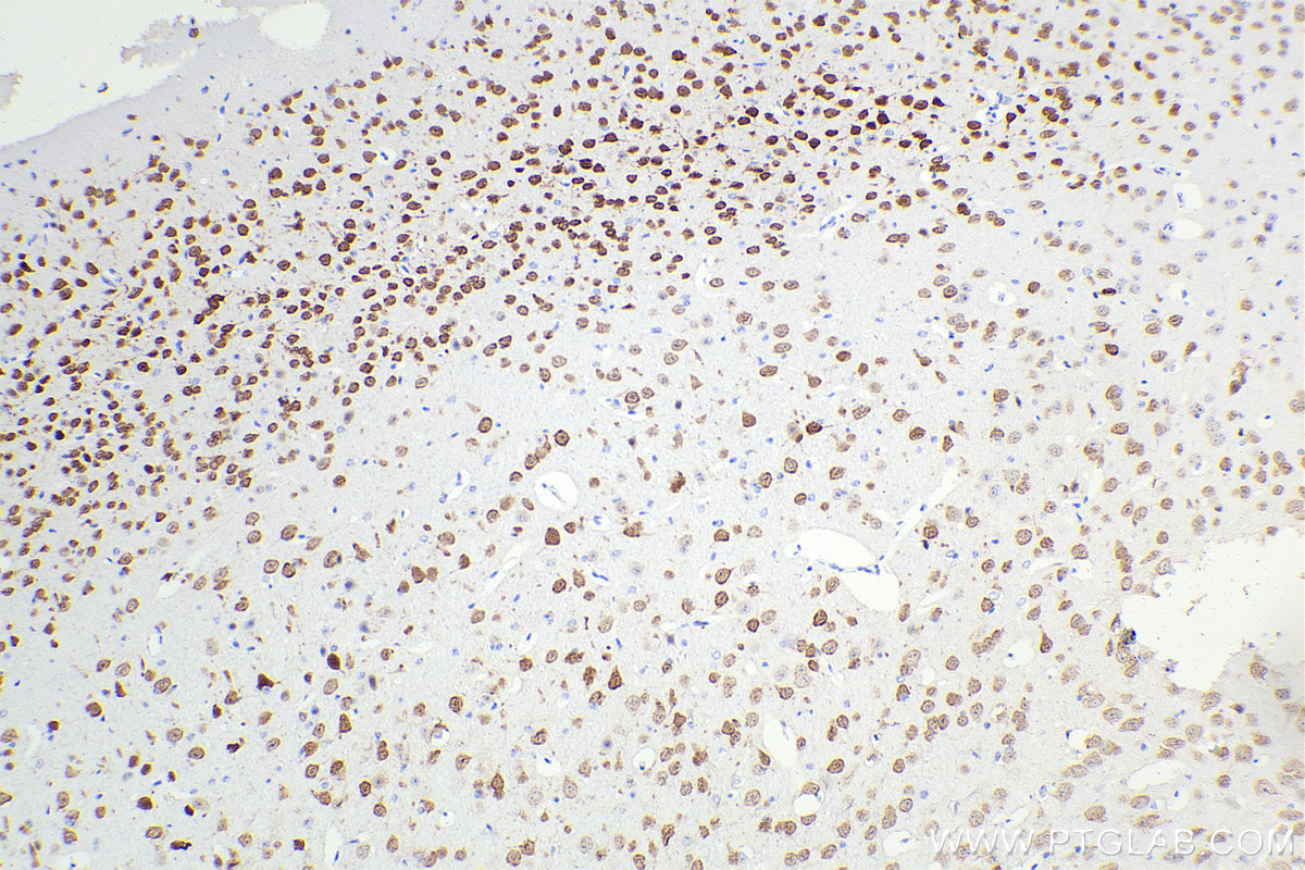 Immunohistochemical analysis of paraffin-embedded mouse brain tissue slide using 66836-1-Ig (NeuN antibody) at dilution of 1:5000 (under 10x lens). Heat mediated antigen retrieval with Tris-EDTA buffer (pH 9.0). Multi-rAb™ Polymer HRP-Goat anti-Mouse Recombinant secondary antibody RGAM011 was used for detection. The staining was performed on Celnovte's CNT360-M1 autostainer.