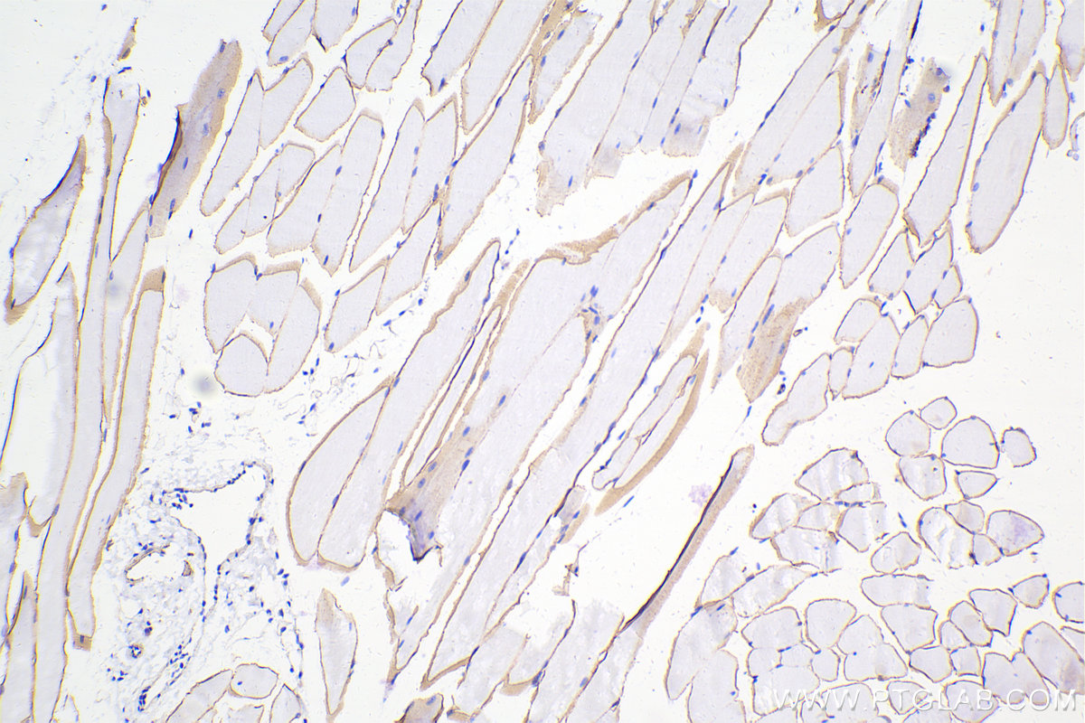 Immunohistochemical analysis of paraffin-embedded mouse skeletal muscle tissue slide using 12715-1-AP (Dystrophin antibody) at dilution of 1:10000 (under 10x lens). Heat mediated antigen retrieval with Tris-EDTA buffer (pH 9.0). Multi-rAb™ Polymer HRP-Goat anti-rabbit Recombinant secondary antibody RGAR011 was used for detection. The staining was performed on Celnovte's CNT360-M1 autostainer.