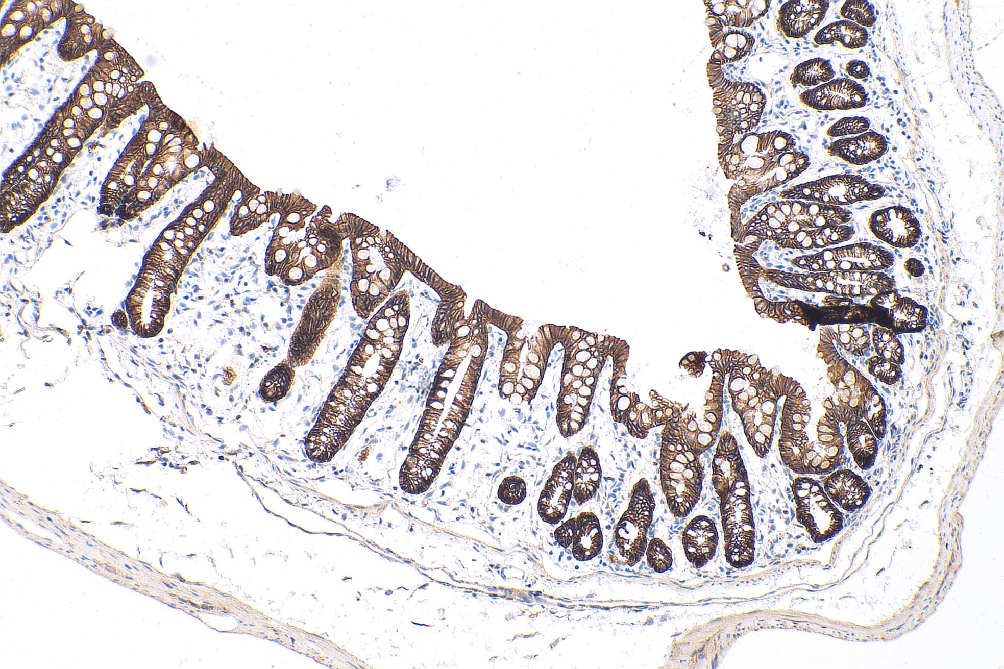 Immunohistochemical analysis of paraffin-embedded mouse colon tissue slide using 20874-1-AP (E-cadherin polyclonal antibody) at dilution of 1:5000 (under 10x lens). Heat mediated antigen retrieval with Tris-EDTA buffer (pH 9.0). Multi-rAb Polymer HRP-Goat anti-rabbit Recombinant secondary antibody RGAR011 was used for detection.