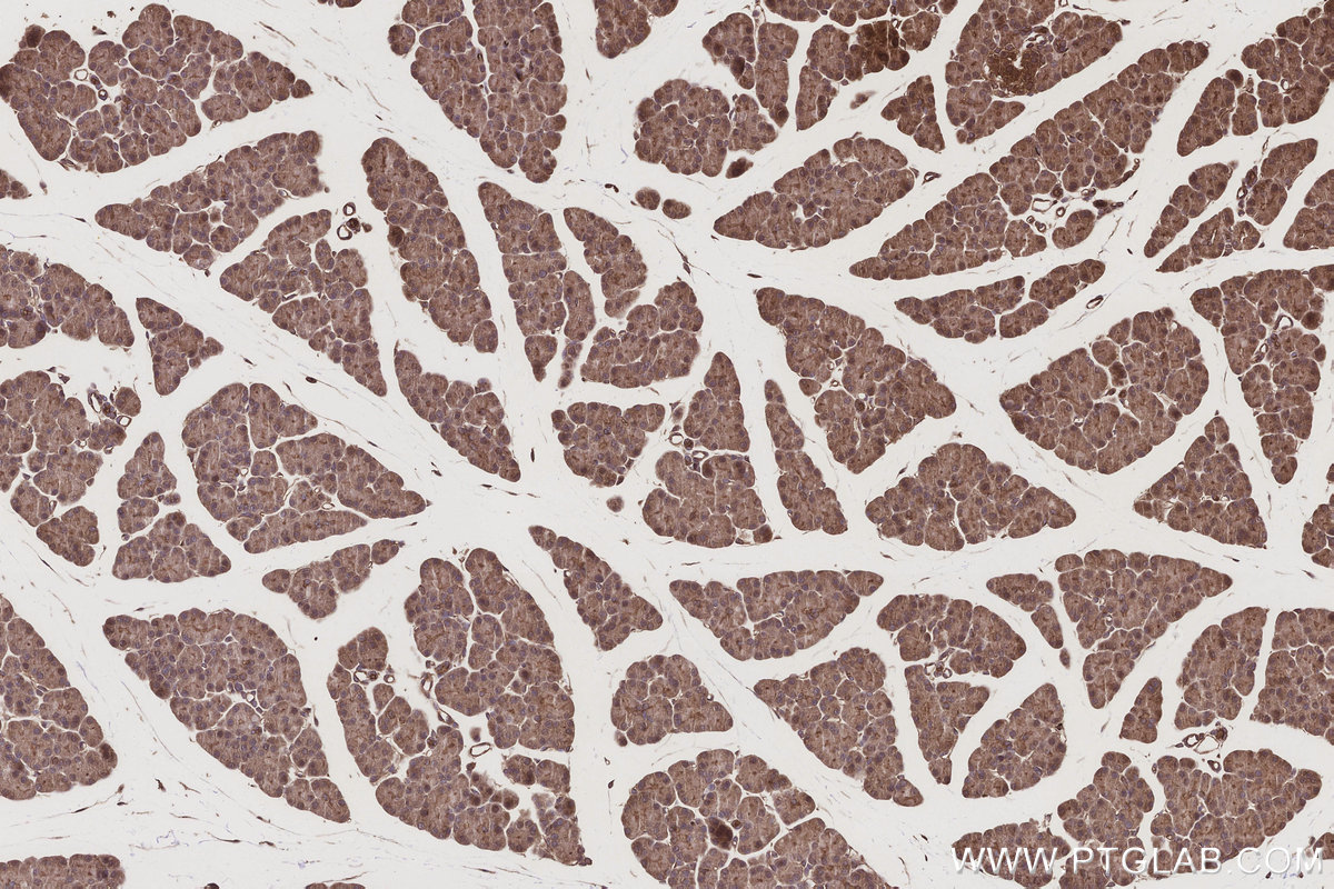 Immunohistochemical analysis of paraffin-embedded rat pancreas tissue slide using KHC3211 (ABCG1 IHC Kit).