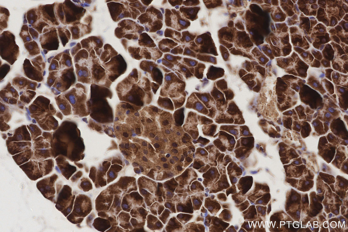 Immunohistochemical analysis of paraffin-embedded mouse pancreas tissue slide using KHC3211 (ABCG1 IHC Kit).
