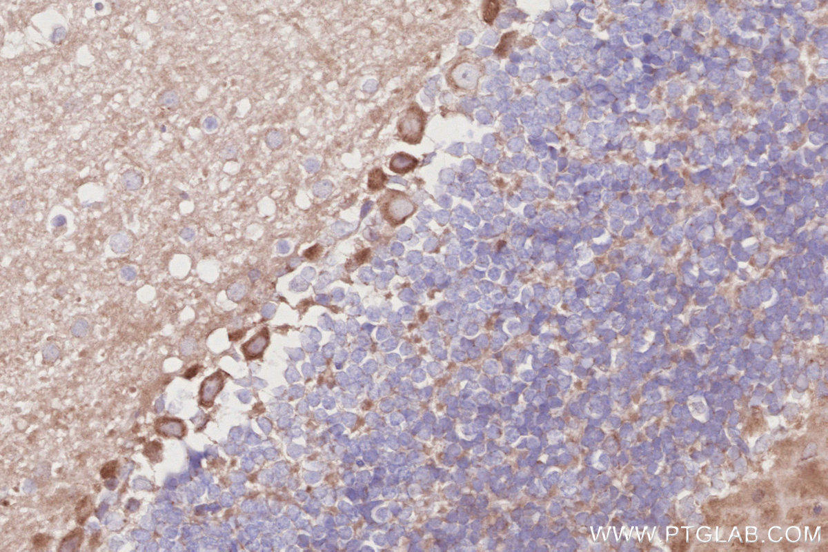Immunohistochemical analysis of paraffin-embedded mouse cerebellum tissue slide using KHC2910 (ACBD3 IHC Kit).