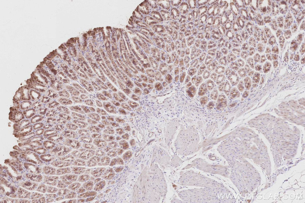 Immunohistochemical analysis of paraffin-embedded mouse stomach tissue slide using KHC2910 (ACBD3 IHC Kit).