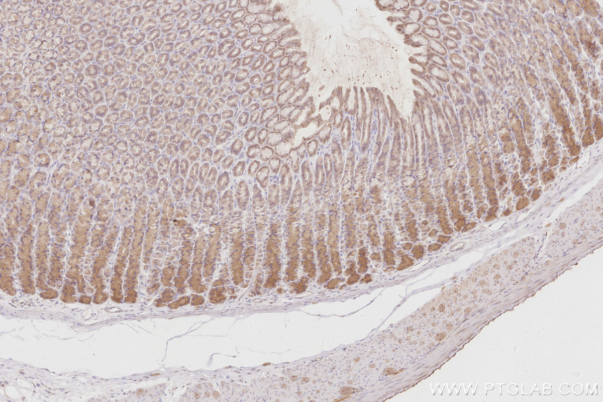 Immunohistochemical analysis of paraffin-embedded rat stomach tissue slide using KHC2910 (ACBD3 IHC Kit).