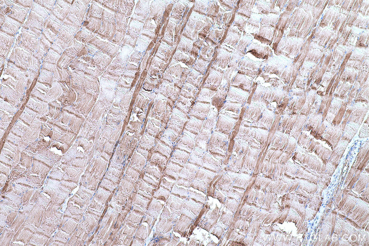 Immunohistochemical analysis of paraffin-embedded rat skeletal muscle tissue slide using KHC0674 (ACO2 IHC Kit).