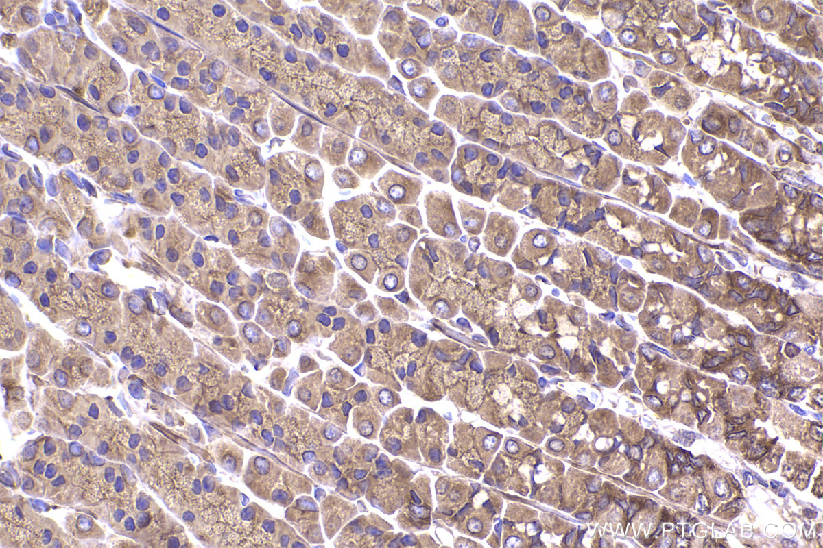 Immunohistochemical analysis of paraffin-embedded rat stomach tissue slide using KHC2338 (ACTR1A IHC Kit).
