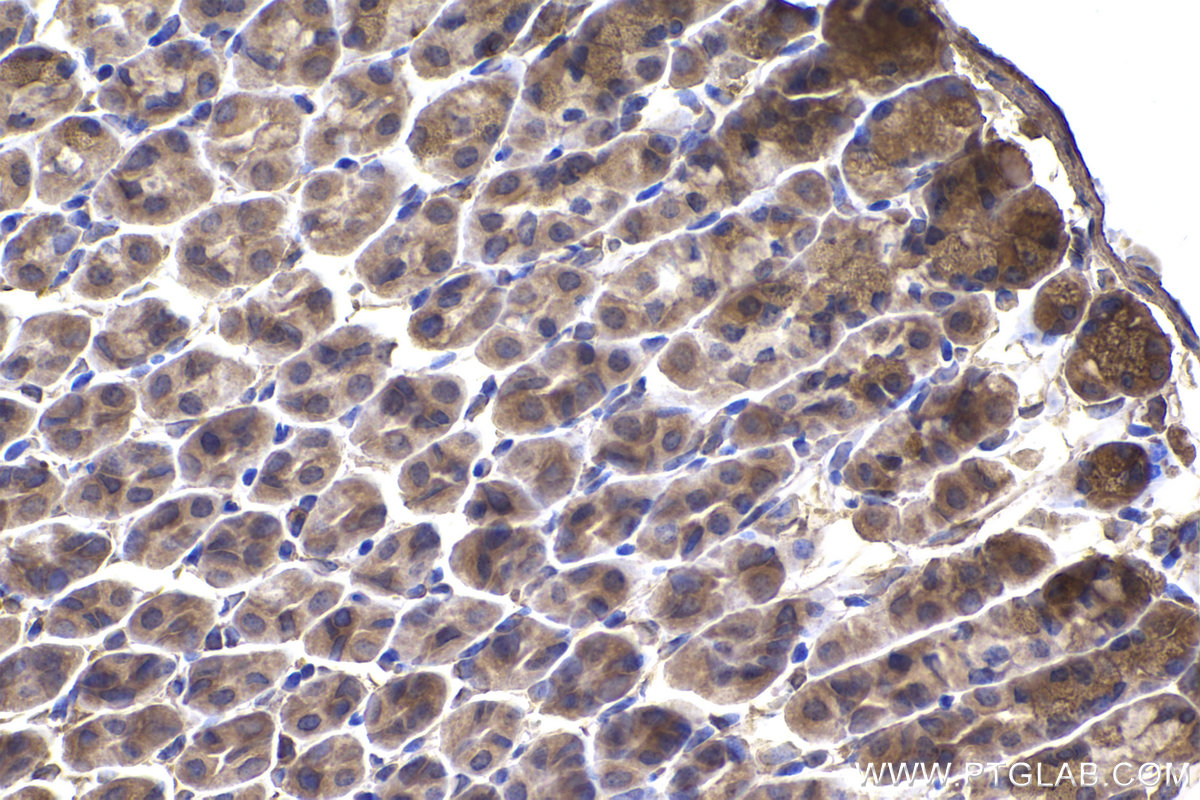Immunohistochemical analysis of paraffin-embedded mouse stomach tissue slide using KHC2338 (ACTR1A IHC Kit).