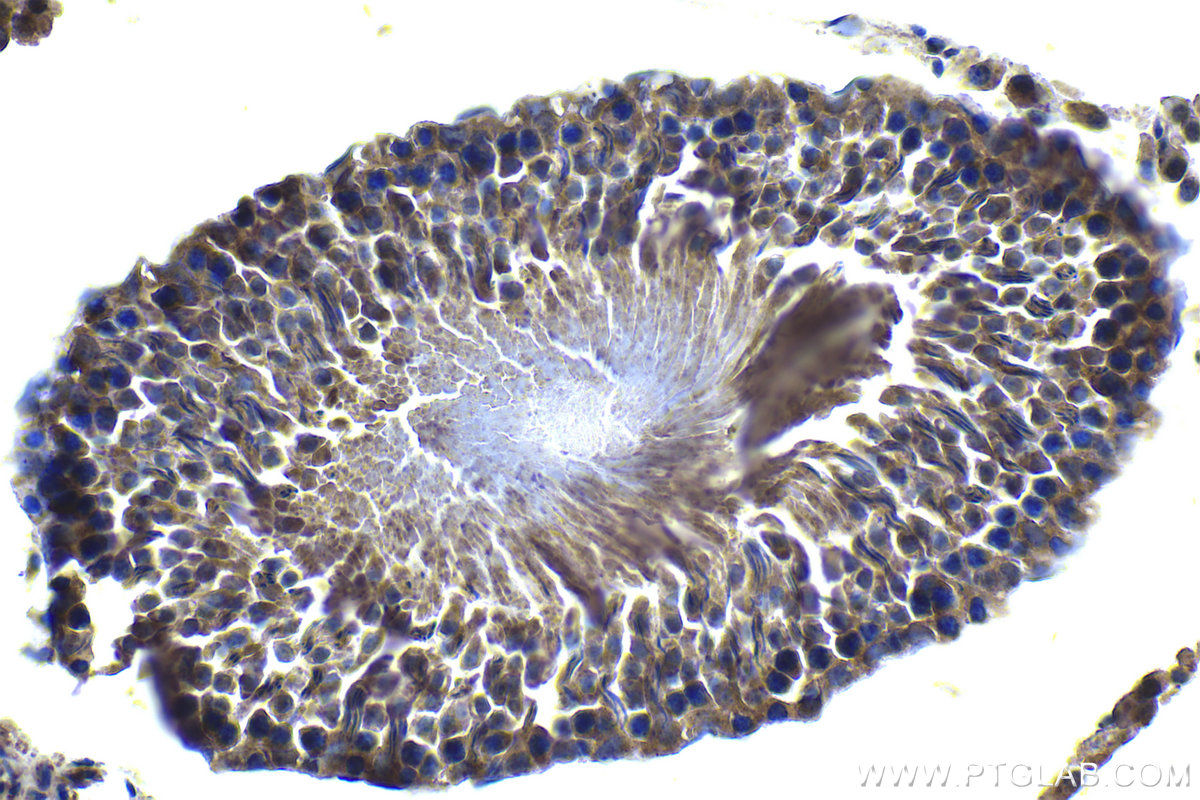 Immunohistochemical analysis of paraffin-embedded rat testis tissue slide using KHC1055 (AHR IHC Kit).