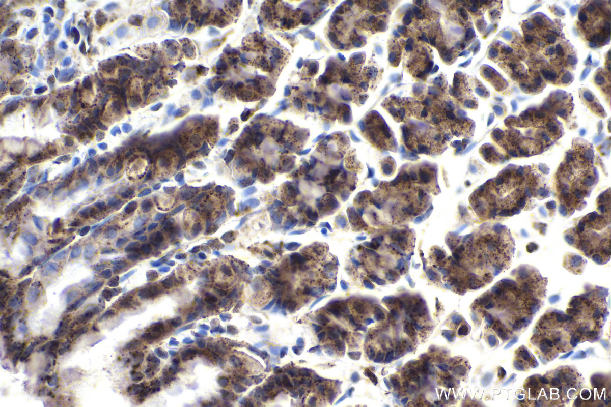 Immunohistochemical analysis of paraffin-embedded rat stomach tissue slide using KHC1901 (AIFM2 IHC Kit).