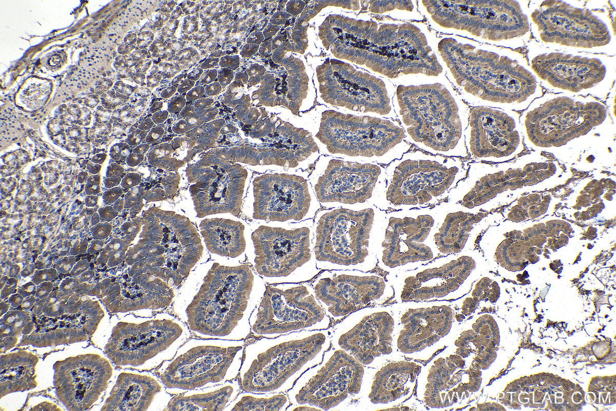 Immunohistochemical analysis of paraffin-embedded mouse small intestine tissue slide using KHC1430 (AIM2 IHC Kit).
