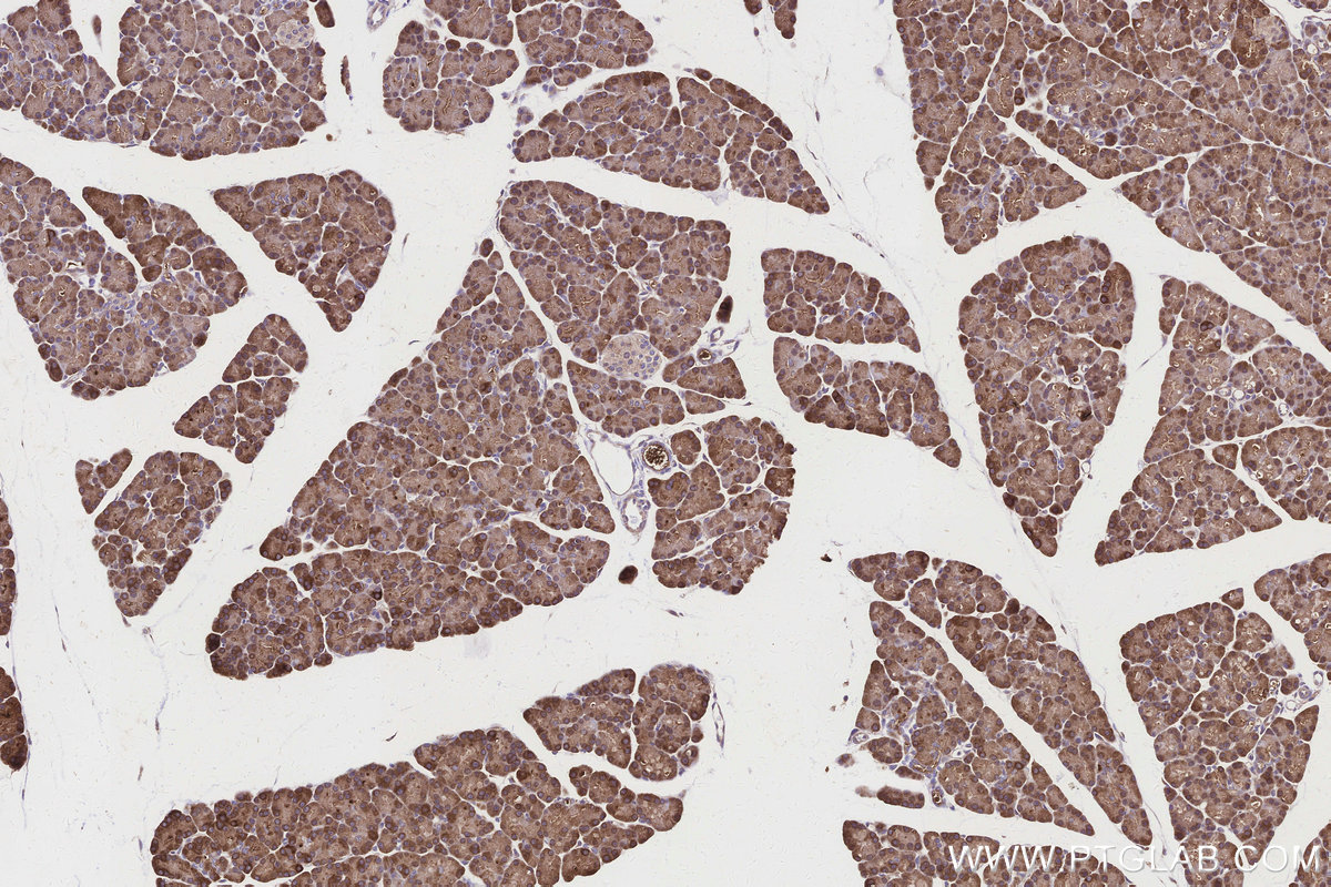 Immunohistochemical analysis of paraffin-embedded rat pancreas tissue slide using KHC3151 (ALDH1L1 IHC Kit).