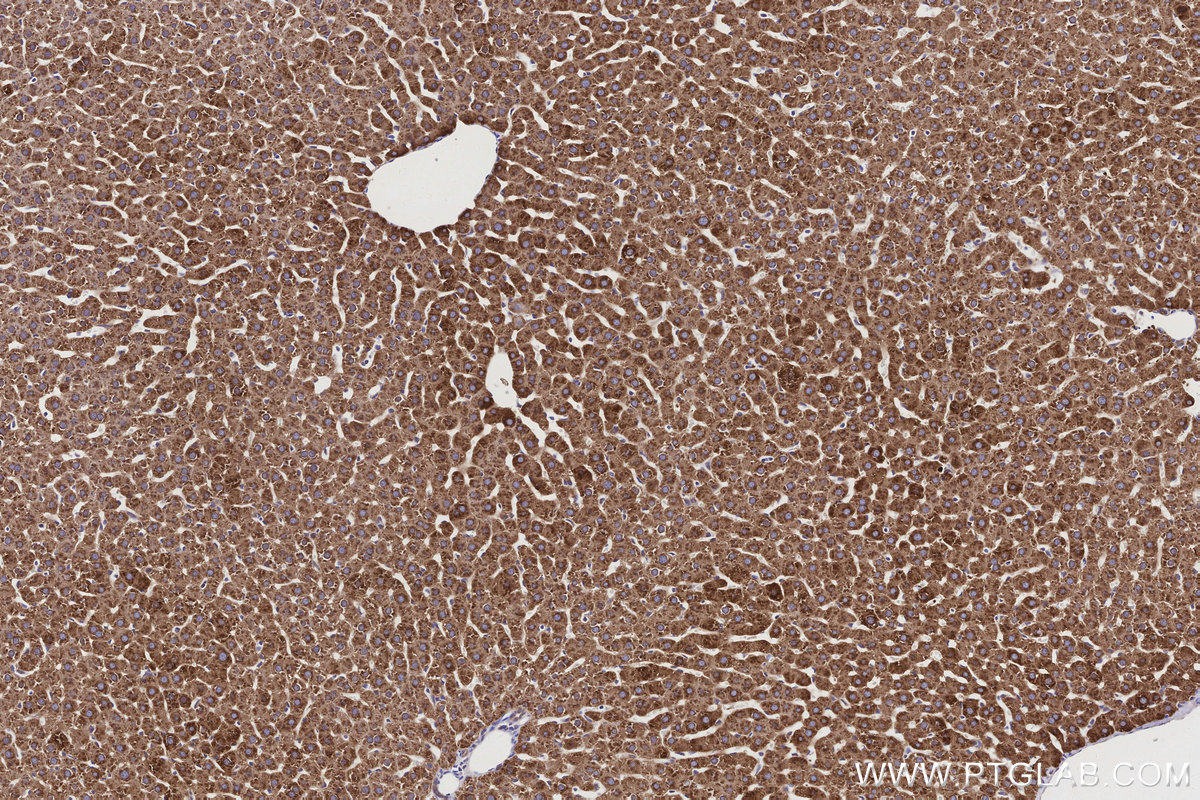 Immunohistochemical analysis of paraffin-embedded rat liver tissue slide using KHC3151 (ALDH1L1 IHC Kit).
