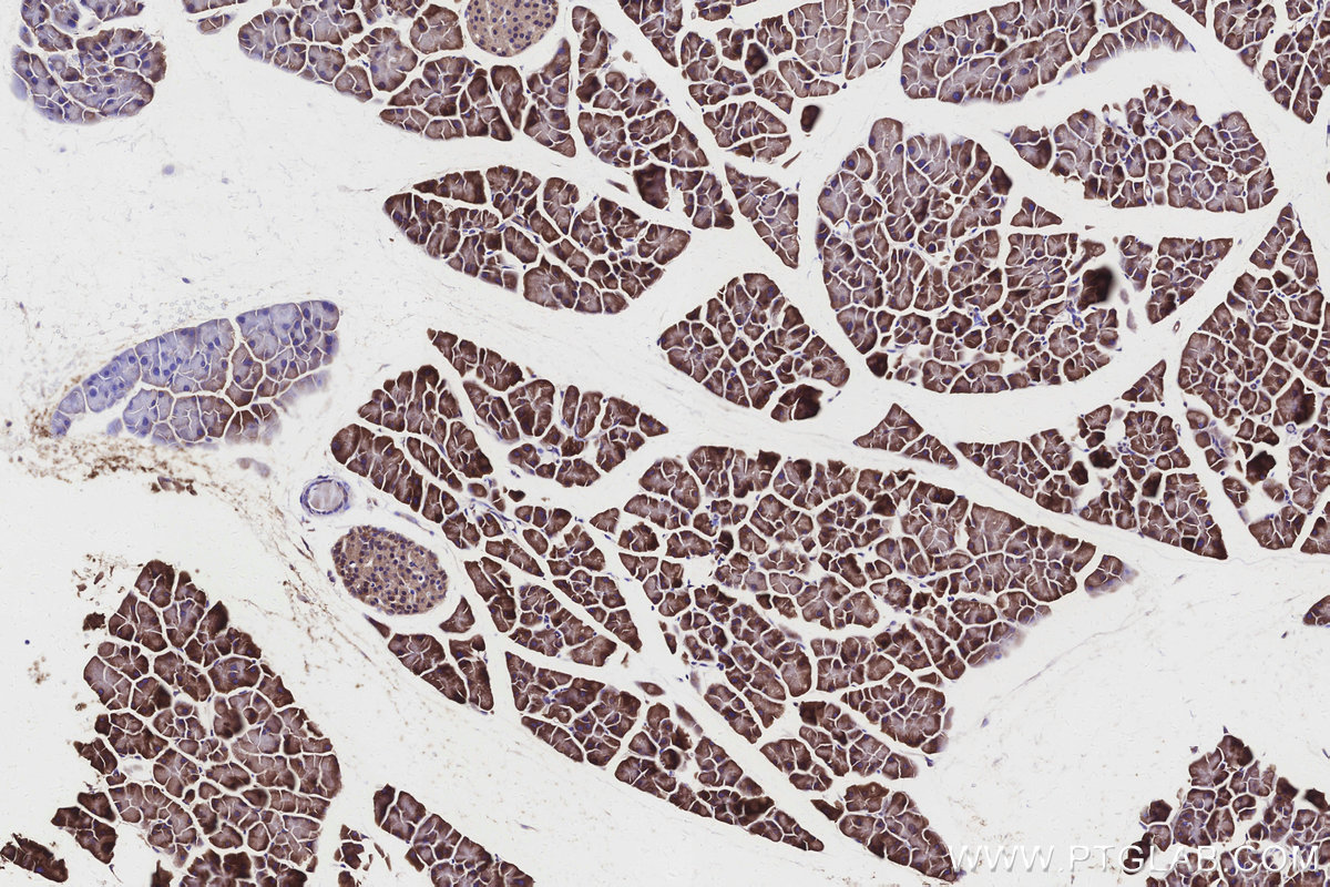 Immunohistochemical analysis of paraffin-embedded mouse pancreas tissue slide using KHC3151 (ALDH1L1 IHC Kit).