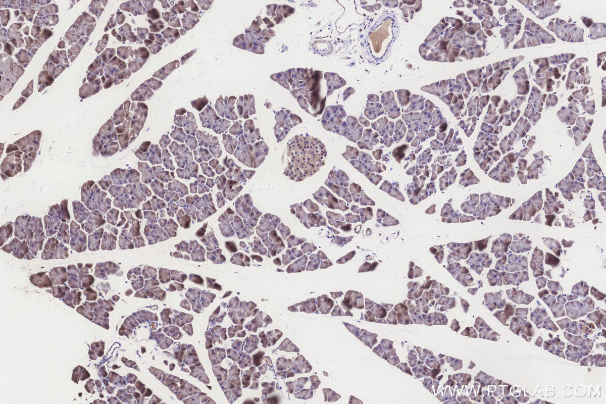 Immunohistochemical analysis of paraffin-embedded mouse pancreas tissue slide using KHC3260 (ALDH1L2 IHC Kit).