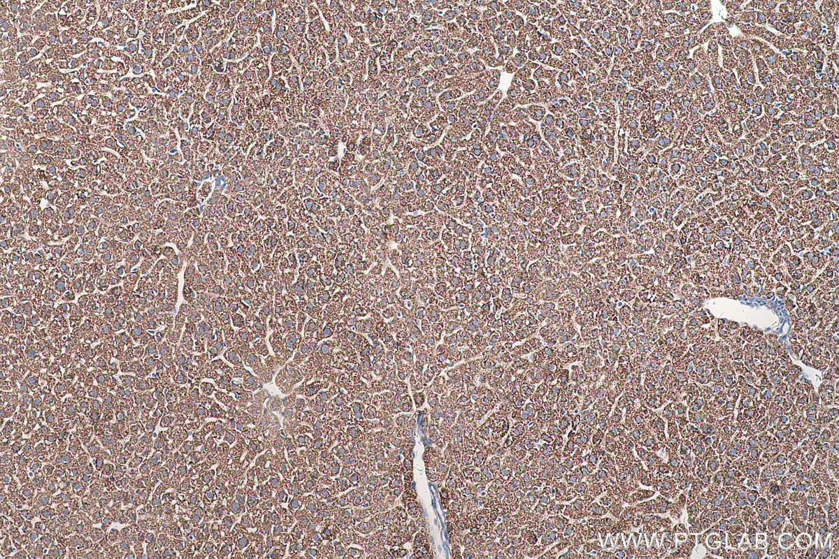 Immunohistochemical analysis of paraffin-embedded mouse liver tissue slide using KHC0525 (ALDH4A1 IHC Kit).