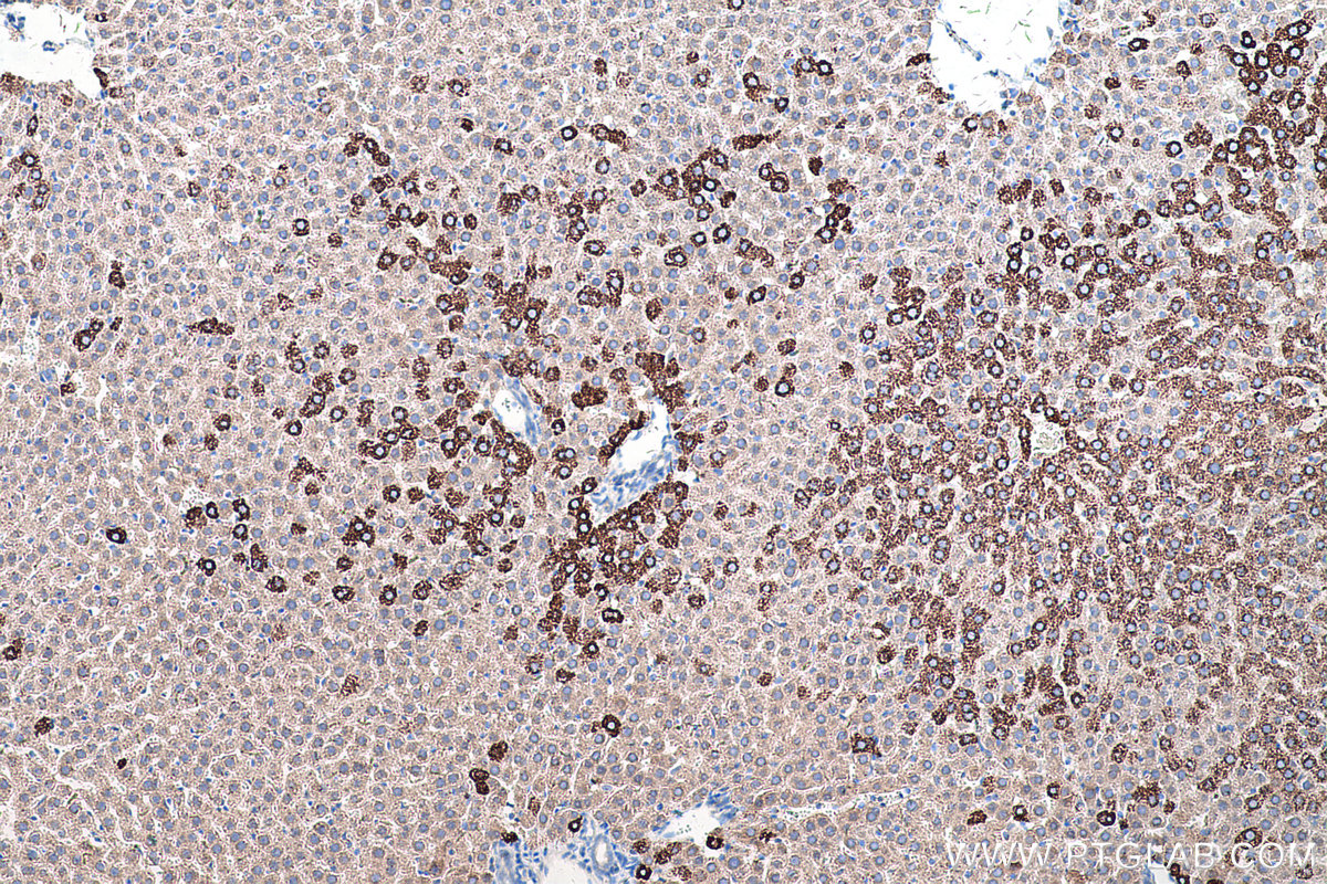 Immunohistochemical analysis of paraffin-embedded rat liver tissue slide using KHC0525 (ALDH4A1 IHC Kit).