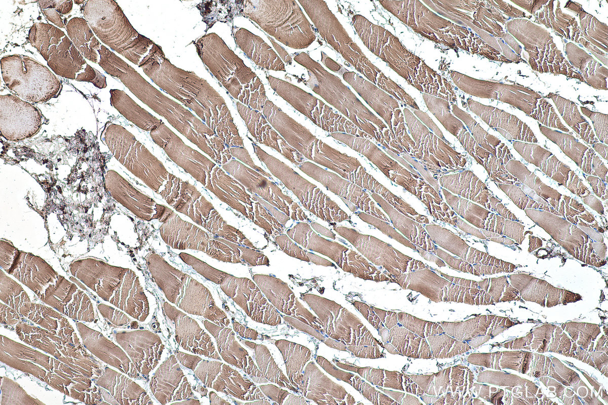 Immunohistochemical analysis of paraffin-embedded rat skeletal muscle tissue slide using KHC0488 (ALDOA IHC Kit).